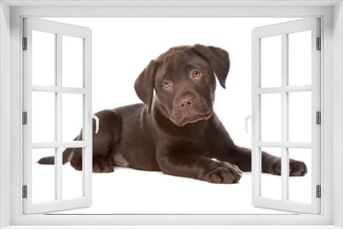Fototapeta Naklejka Na Ścianę Okno 3D - Chocolate Labrador
