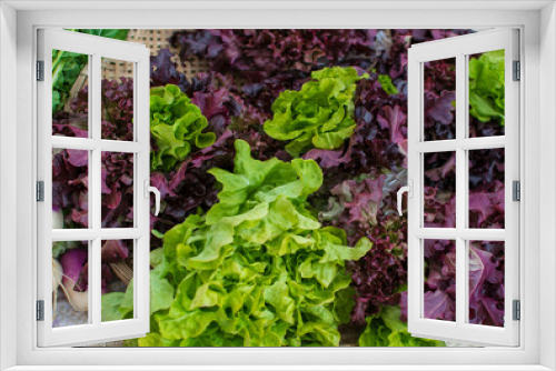 Fototapeta Naklejka Na Ścianę Okno 3D - Fresh lettuces