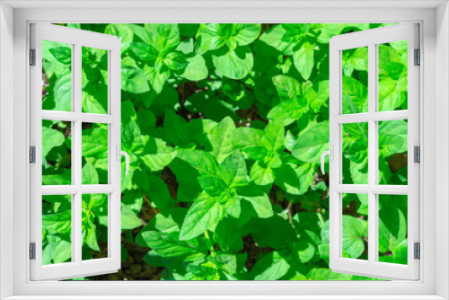 Fototapeta Naklejka Na Ścianę Okno 3D - Mint Background texture green leaves. Growing herbs peppermint