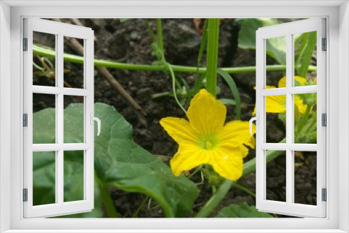 Fototapeta Naklejka Na Ścianę Okno 3D - yellow flower in garden