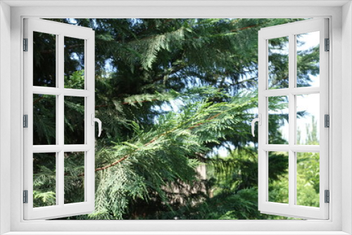 Fototapeta Naklejka Na Ścianę Okno 3D - Blue green foliage of Lawson cypress in July