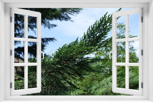 Fototapeta Naklejka Na Ścianę Okno 3D - Close shot of foliage of Lawson cypress against blue sky