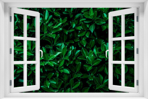 Fototapeta Naklejka Na Ścianę Okno 3D - abstract green leaves texture, nature background, dark tone wallpaper