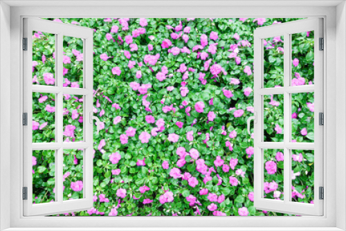 Fototapeta Naklejka Na Ścianę Okno 3D - Bright pink impatiens hawkeri flowers