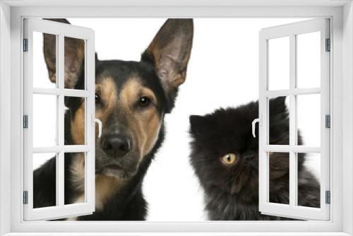 Fototapeta Naklejka Na Ścianę Okno 3D - Persian kitten and a Mixed-breed dog