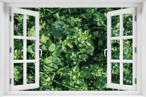 Fototapeta Naklejka Na Ścianę Okno 3D - high angle view of fresh clover,grass and mint plants with morning dew illuminated by sunlight in December