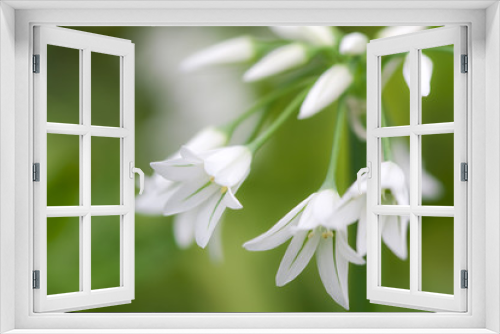 Fototapeta Naklejka Na Ścianę Okno 3D - white flowers