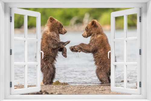 Fototapeta Naklejka Na Ścianę Okno 3D - Ruling the landscape, brown bears of Kamchatka (Ursus arctos beringianus)