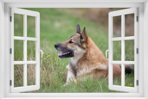 Fototapeta Naklejka Na Ścianę Okno 3D - portrait of happy dog