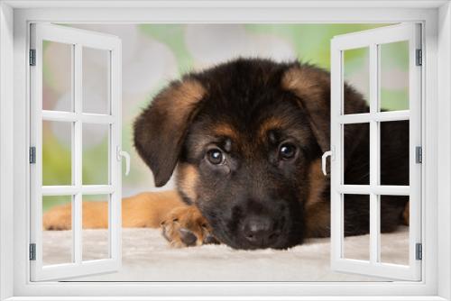 Fototapeta Naklejka Na Ścianę Okno 3D - German Shepherd Puppy Dog Portrait Close Up