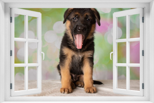 Fototapeta Naklejka Na Ścianę Okno 3D - German Shepherd Puppy Dog Yawn Portrait