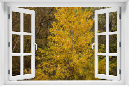 Fototapeta Naklejka Na Ścianę Okno 3D -  Yellow trees in the forest