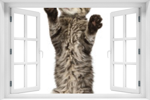 Fototapeta Naklejka Na Ścianę Okno 3D - Grey striped little kitty stands up on its hind legs