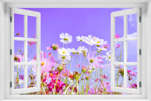 Fototapeta Naklejka Na Ścianę Okno 3D - There are colorful fields of Cosmos Flower and clear sky in the morning of winter and holidays in Chiang Dao district, Chiang Mai,Thailand.