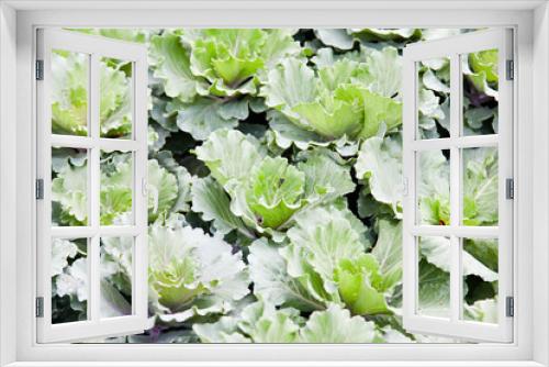 Fototapeta Naklejka Na Ścianę Okno 3D - Big green cabbage in a farm garden
