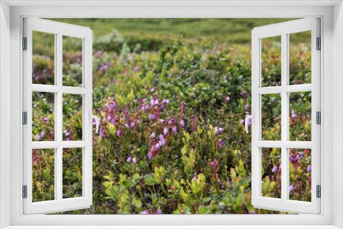 Fototapeta Naklejka Na Ścianę Okno 3D - Flora im Jotunheimen-Gebirge, Landschaft Norwegen