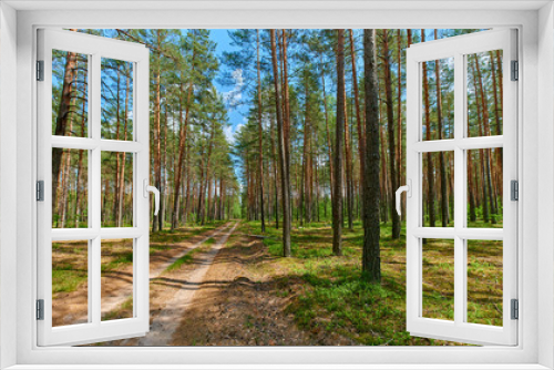 Fototapeta Naklejka Na Ścianę Okno 3D - Sunny european forest landscape on a summer day with green trees