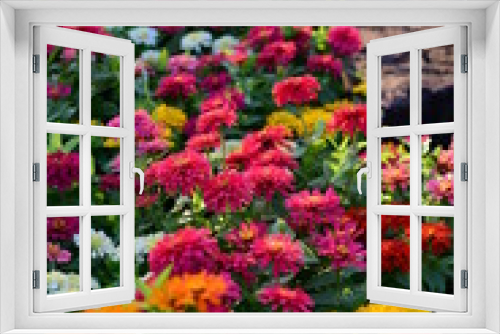 Fototapeta Naklejka Na Ścianę Okno 3D - Flower Blooming ,Beautiful Flowers Garden.