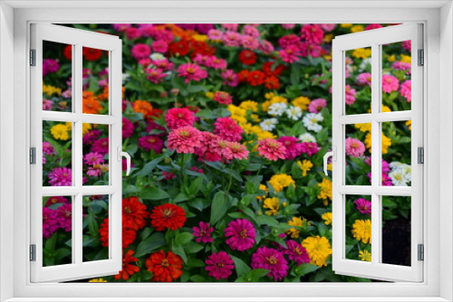 Fototapeta Naklejka Na Ścianę Okno 3D - Blooming beautiful red, pink and orange chrysanthemums in the garden, autumn flowers, background. A lot of chrysanthemum flowers.