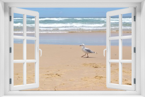 Fototapeta Naklejka Na Ścianę Okno 3D - Seagull is walking on Gold Coast sandy beach looking for food.