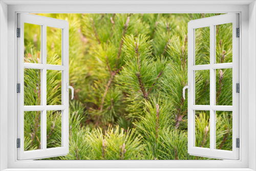 Fototapeta Naklejka Na Ścianę Okno 3D - Young green pine trees background. Christmas time.