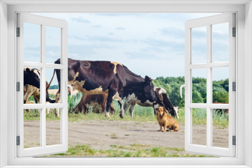 Fototapeta Naklejka Na Ścianę Okno 3D - Cows graze in a field on green grass