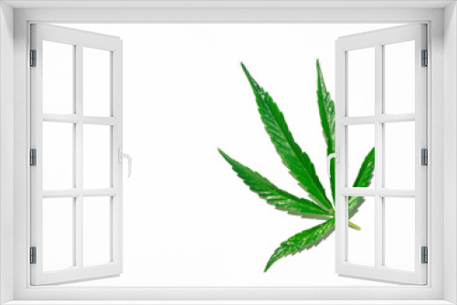 Fototapeta Naklejka Na Ścianę Okno 3D - Green cannabis leaf isolated on white close up.