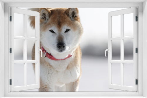 Fototapeta Naklejka Na Ścianę Okno 3D - 雪原で遊ぶ柴犬