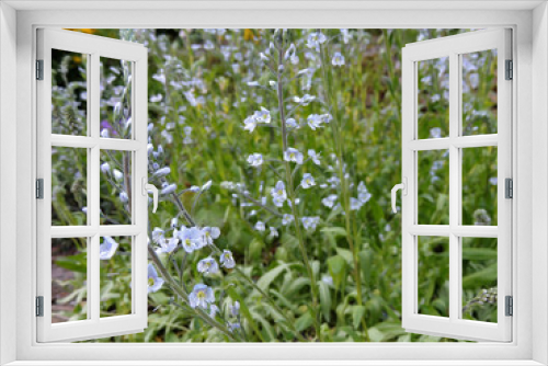 Fototapeta Naklejka Na Ścianę Okno 3D - Gentian speedwell in spring during flowering