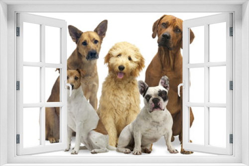 Fototapeta Naklejka Na Ścianę Okno 3D - Hundegruppe 5 Rassen