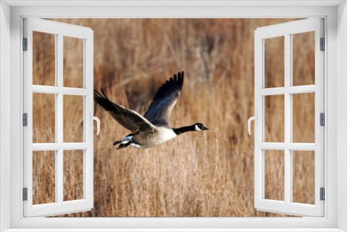 Fototapeta Naklejka Na Ścianę Okno 3D - Canada geese migrating in the Fall of the year