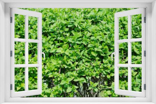 Fototapeta Naklejka Na Ścianę Okno 3D - Background from green foliage