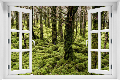 Fototapeta Naklejka Na Ścianę Okno 3D - Irland / Killarney-Nationalpark