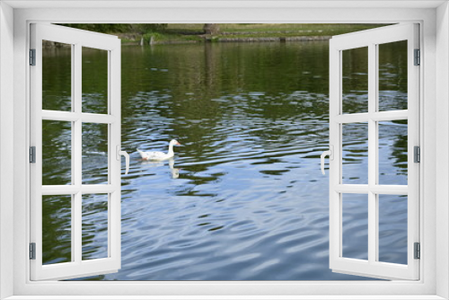 Fototapeta Naklejka Na Ścianę Okno 3D - Ducks