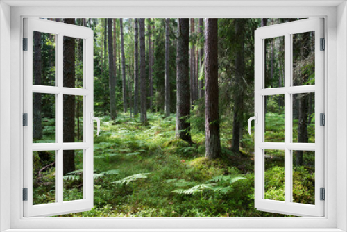 Fototapeta Naklejka Na Ścianę Okno 3D - Forêt de pins dans le parc national de Lahemaa, Estonie.