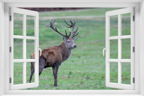 Fototapeta Naklejka Na Ścianę Okno 3D - Red Deer at Bradgate Park