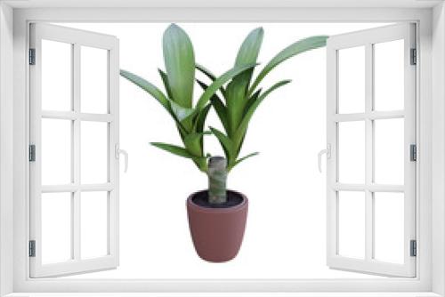 Fototapeta Naklejka Na Ścianę Okno 3D - Pot plant isolated on white background for decoration design.