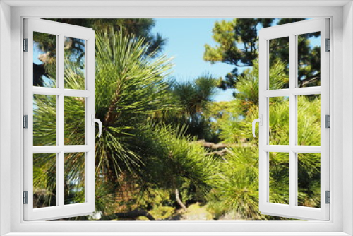 Fototapeta Naklejka Na Ścianę Okno 3D - 松の木