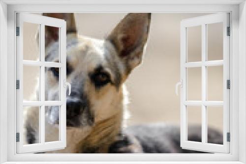 Fototapeta Naklejka Na Ścianę Okno 3D - Homeless dog from a dog shelter on nature