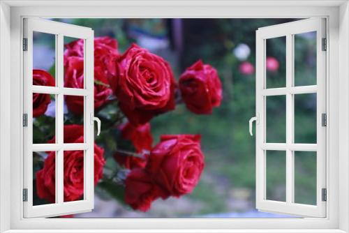 Fototapeta Naklejka Na Ścianę Okno 3D - Bunch of Vibrant red rose flowers with nature blur background with copy space.