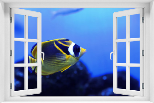 Fototapeta Naklejka Na Ścianę Okno 3D - Beautiful raccoon butterflyfish in clear aquarium water
