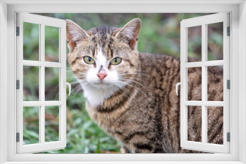 Fototapeta Naklejka Na Ścianę Okno 3D - Portrait of a cat on the nature