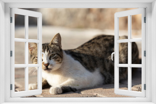Fototapeta Naklejka Na Ścianę Okno 3D - portrait of a cute cat