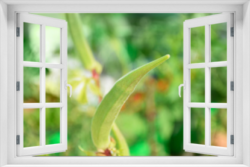 Fototapeta Naklejka Na Ścianę Okno 3D - Green Ladies finger in plant close view