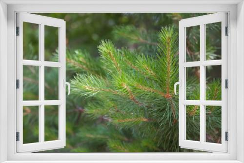 Fototapeta Naklejka Na Ścianę Okno 3D - A small sprig of green spruce, in the woods,