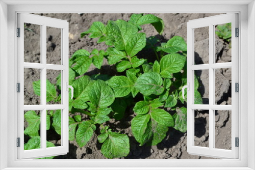 Fototapeta Naklejka Na Ścianę Okno 3D - Solanum tuberosum. Field. Potatoes. Colorado beetles, Leptinotarsa decemlineata