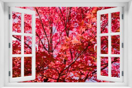Fototapeta Naklejka Na Ścianę Okno 3D - 紅葉するタイワンフウ