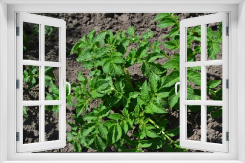 Fototapeta Naklejka Na Ścianę Okno 3D - Tasty and healthy. Potatoes. Field. Solanum tuberosum. Colorado beetles, Leptinotarsa decemlineata