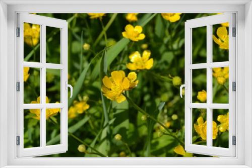 Fototapeta Naklejka Na Ścianę Okno 3D - Yellow flowers. Rannculus acris. Field, forest plant. Flower bed, beautiful gentle plants. Sunny summer day. Green. Buttercup caustic, common type of buttercups