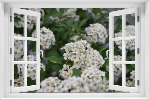 Fototapeta Naklejka Na Ścianę Okno 3D - Gardening. Spirea Wangutta. Spiraea vanhouttei, ornamental shrub of the Rosaceae family. White flowers